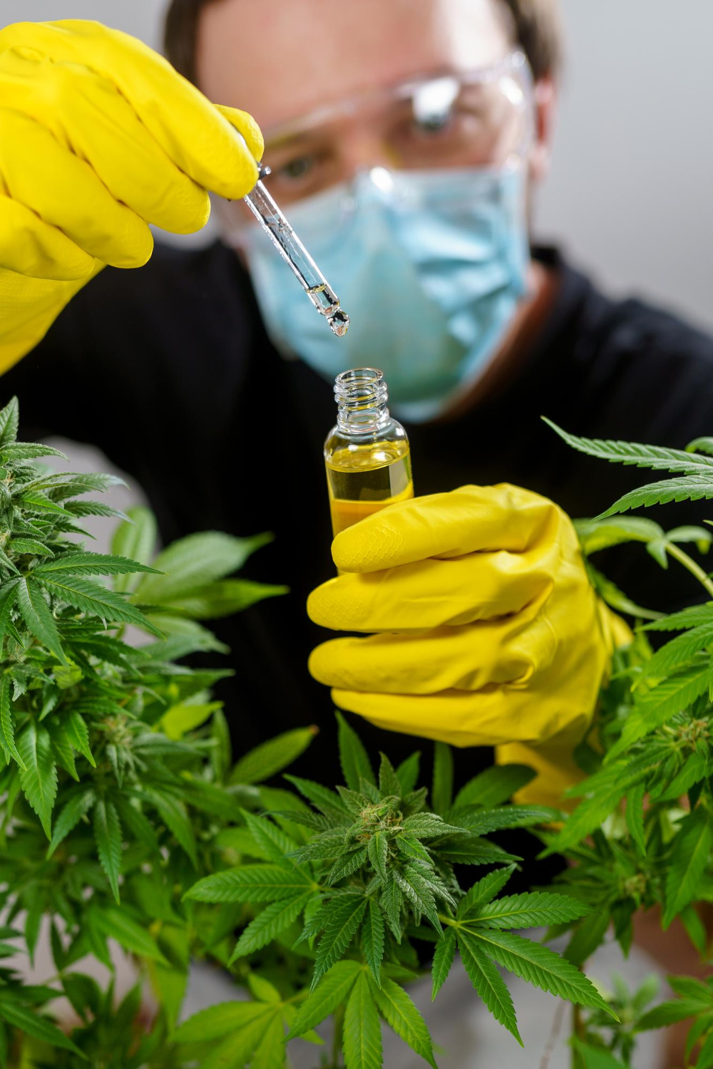 Producteur CBD